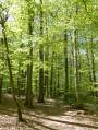 Forêt de Tronçais