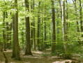 Forêt de Tronçais