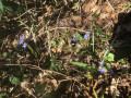 Forêt des Chenevières Forêt des Chenevières