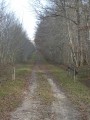 Forêt domaniale de Montargis