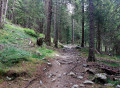Forêt du Gros cailloux