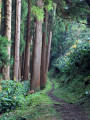Forêt du Pico Alto