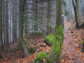 Forêt en décembre avec la brume qui s'installe