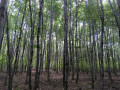 Forêt en devenir