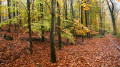 Forêt en feu