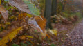 Forêt en feu