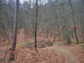 Forêt en hiver