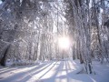 Forêt en hiver Forêt en hiver