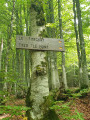 Forêt en montant direction col del' Encrenaz