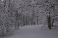 Forêt enneigée
