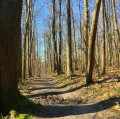 Forêt