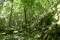 Forêt humide