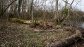 forêt humide