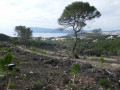 Forêt incendiée