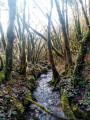 Forêt magique
