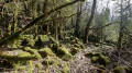 Forêt moussue