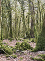 forêt moussue