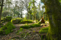 Forêt mystérieuse
