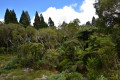 Forêt primaire de Bélouve Forêt primaire de Bélouve