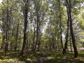 for&ecirc;t Rambouillet