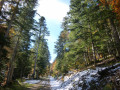 Forêt Royale