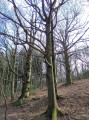 Forêt Saint-Ferréol