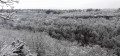 Forêt sur le vallon