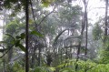 Forêt tropicale