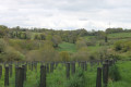 Forêt urbaine