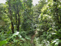 For&ecirc;t vierge sur le parcours
