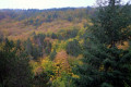 Forêt