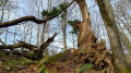 Foret