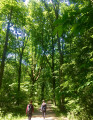Forêt Forêt