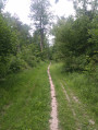 forêt