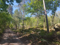 Forêt Forêt