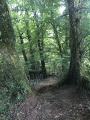 Forêt Forêt