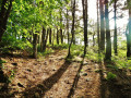 Forêt