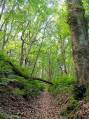 Forêt