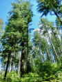 Forêt