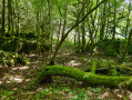 Forêt