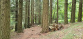Forêt Forêt
