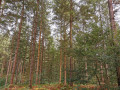 Forêt