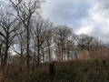 Forêt