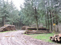 Forêt