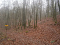 Forêt