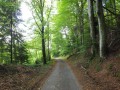 Forêt