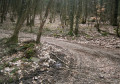 Forêt Forêt