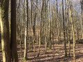 Forêt Forêt