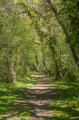 Forêt