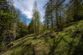 Forêt